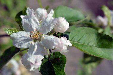 Güneşin parlak ışınlarıyla aydınlatılan çiçek açan bir elma ağacının güzel büyük beyaz tomurcukları..