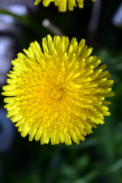 Bright Colorful Yellow Dandelions Growing Sun Beautiful Blooming Background Large — Stock Photo, Image