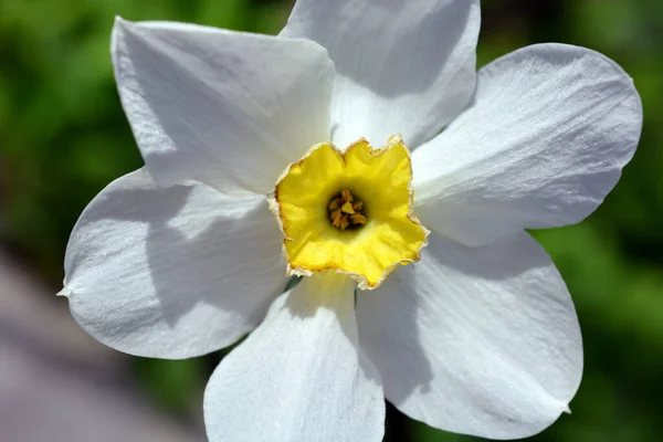 Яскраві Запашні Квітучі Нарциси Білі Квіти Жовтим Центром — стокове фото