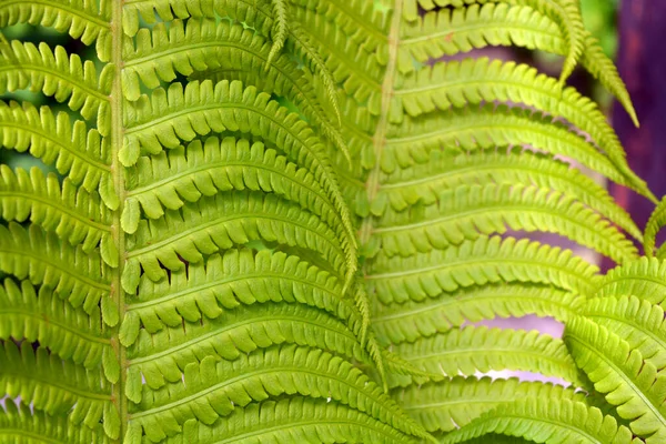 Hojas Helecho Verde Creativas Idiosincrásicas Grandes Fondo Follaje Verde — Foto de Stock