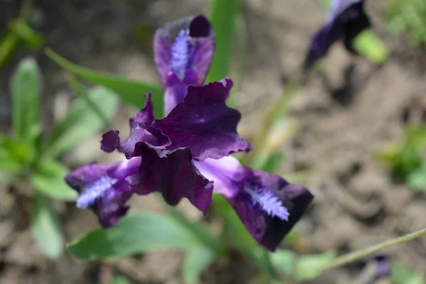 Heldere Contrasterende Paarse Bloeiende Hanen Irissen Bloemen Verlicht Door Stralen — Stockfoto