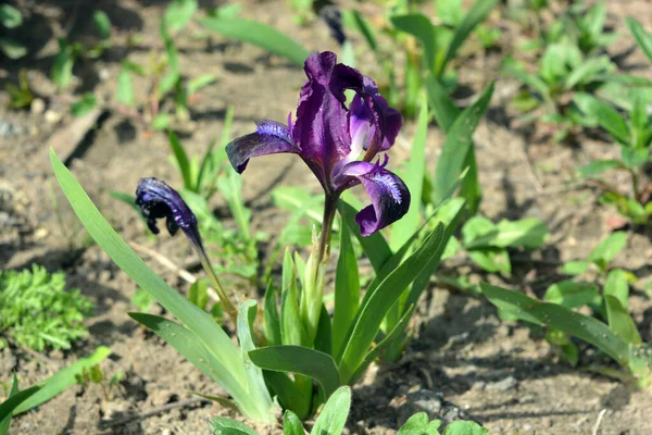 Coquillages Fleurs Violettes Contrastées Iris Fleurs Éclairées Par Les Rayons — Photo