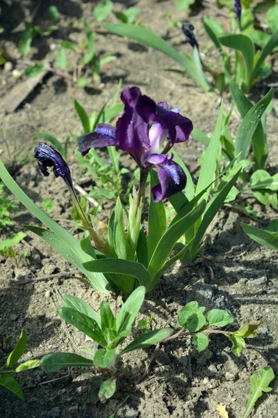 Coquillages Fleurs Violettes Contrastées Iris Fleurs Éclairées Par Les Rayons — Photo