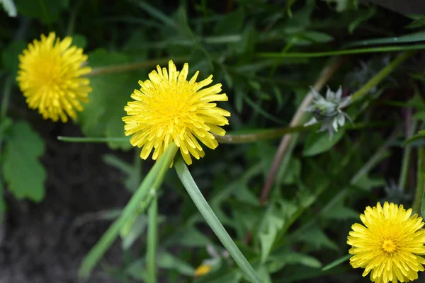 Bright Colorful Yellow Dandelions Growing Sun Beautiful Blooming Background Large — Stock Photo, Image