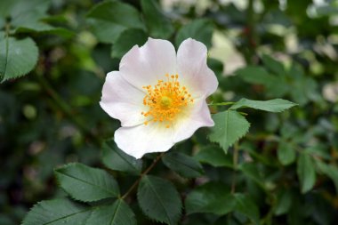 Zengin, parlak dikenli çalılar, yaban gülü, doğada yetişen çay gülü. Çalının büyük ve büyük pembe çiçekleri yeşil yaprakların arka planına karşı parlak ve avantajlı görünüyor..