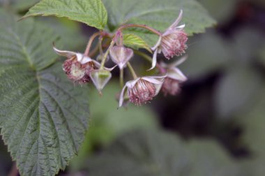 Çiçekli ahududu çalıları, kızılderililer, böğürtlenlerin ahududu çalılarında oluştuğu dönem..