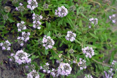 Kumlu bir zeminde büyüyen mor çiçeklerle çiçek açan bir kekik gibi sağlıklı tıbbi çiçeklerin zengin renkli arka planı..