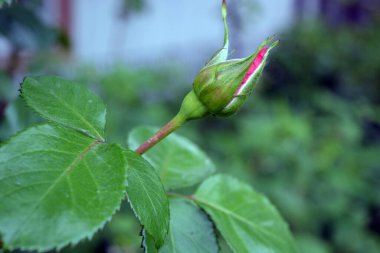 Pembe güllerin güzel parlak tomurcuğu, yeşil çalıların arkasında güzel ve güzel açan güller..