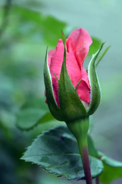 Piękne Jasne Pąki Róż Piękne Słodkie Kwitnące Róże Tle Zielonych — Zdjęcie stockowe