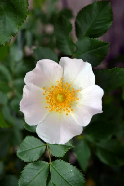 Ricos Arbustos Espinheiro Brilhante Rosa Selvagem Chá Aumentou Crescendo Natureza — Fotografia de Stock