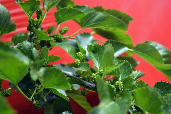 Зелені Стиглі Плоди Шовковиці Ростуть Дереві Зеленим Листям Розташовані Червоному — стокове фото