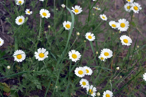 Vackra Vilda Växter Örter Och Blommande Vilda Vita Gula Prästkragar — Stockfoto