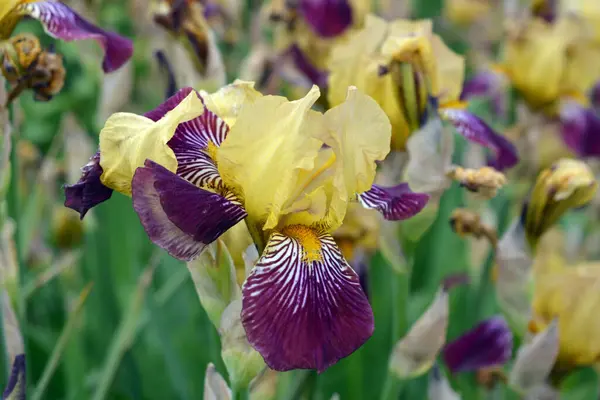 Heldere Kleurrijke Interessante Foto Originele Outdoor Vaste Plant Bloemen Grote — Stockfoto