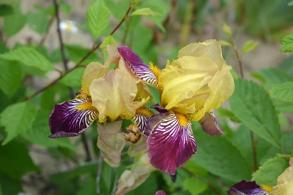 Heldere Kleurrijke Interessante Foto Originele Outdoor Vaste Plant Bloemen Grote — Stockfoto