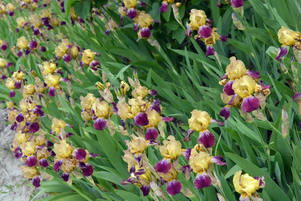 Heldere Kleurrijke Interessante Foto Originele Outdoor Vaste Plant Bloemen Grote — Stockfoto