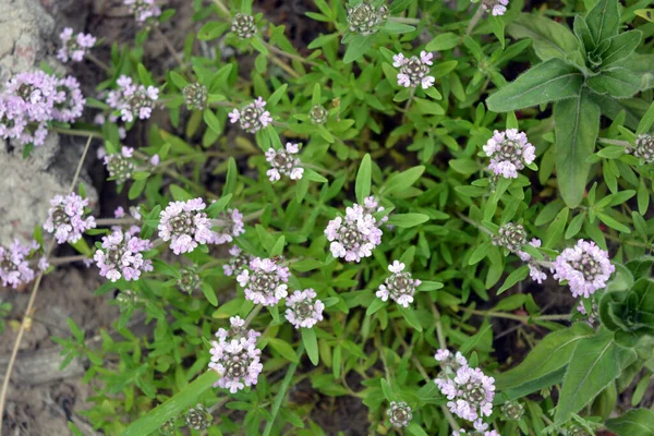 Une Riche Toile Fond Colorée Fleurs Médicinales Saines Comme Origan — Photo