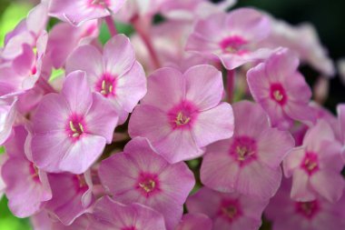 Many bright unforgettable small flowers of crimson, pink, white-pink color illuminated by the sun. Phloxes are the cutest summer flowers blooming in summer.