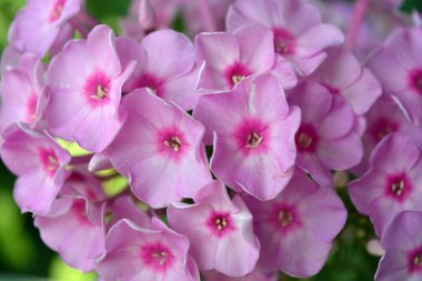 Many bright unforgettable small flowers of crimson, pink, white-pink color illuminated by the sun. Phloxes are the cutest summer flowers blooming in summer.