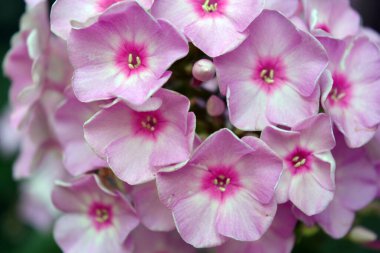 Many bright unforgettable small flowers of crimson, pink, white-pink color illuminated by the sun. Phloxes are the cutest summer flowers blooming in summer.