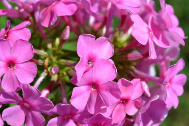 Many bright unforgettable small flowers of crimson, pink, white-pink color illuminated by the sun. Phloxes are the cutest summer flowers blooming in summer.
