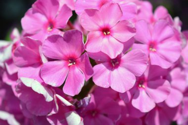 Many bright unforgettable small flowers of crimson, pink, white-pink color illuminated by the sun. Phloxes are the cutest summer flowers blooming in summer.