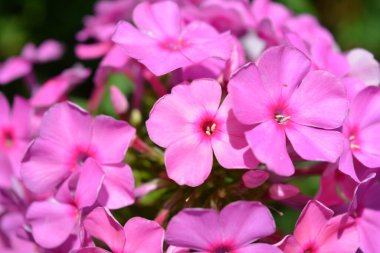 Many bright unforgettable small flowers of crimson, pink, white-pink color illuminated by the sun. Phloxes are the cutest summer flowers blooming in summer.