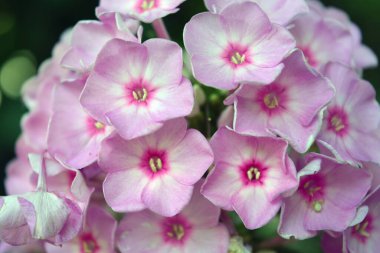 Many bright unforgettable small flowers of crimson, pink, white-pink color illuminated by the sun. Phloxes are the cutest summer flowers blooming in summer.