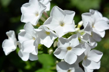 Bright white festive wedding flowers bloom only in summer. Many bright small light phlox growing in the home garden.