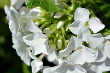 Bright white festive wedding flowers bloom only in summer. Many bright small light phlox growing in the home garden.