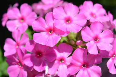 Many bright unforgettable small flowers of crimson, pink, white-pink color illuminated by the sun. Phloxes are the cutest summer flowers blooming in summer.