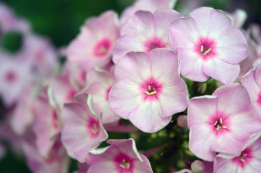 Many bright unforgettable small flowers of crimson, pink, white-pink color illuminated by the sun. Phloxes are the cutest summer flowers blooming in summer.