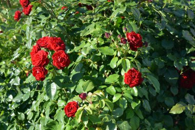 Huge bushes of dark red roses growing on the territory of Lazar Globa Park, Dnipro city, Ukraine.