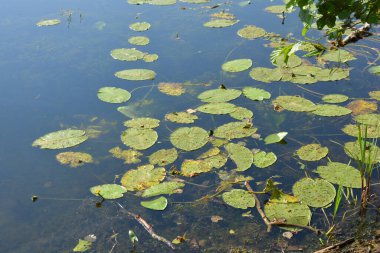 The bright nature of the Bug River with clear water, water lily leaves located in the village Rybienko Nowe, city Wyszkw, Poland.