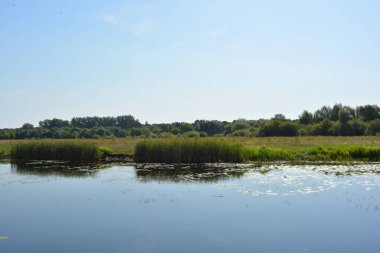 Beautiful and colorful natural landscapes of the Bug River - trees, hills, reeds, grass, water lilies, clear and transparent water. The river is located on Rybienko Nowe, Poland.