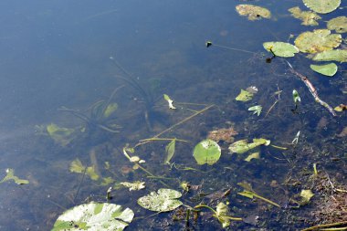 The bright nature of the Bug River with clear water, water lily leaves located in the village Rybienko Nowe, city Wyszkw, Poland.