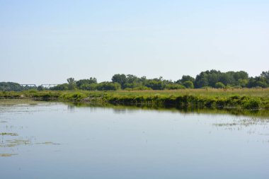 Beautiful and colorful natural landscapes of the Bug River - trees, hills, reeds, grass, water lilies, clear and transparent water. The river is located on the territory of the village of Rybienko Nowe, the city of Wyszkw, Poland.