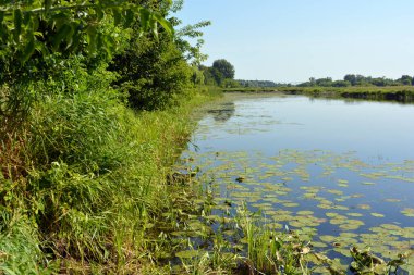 Beautiful and colorful natural landscapes of the Bug River - trees, hills, reeds, grass, water lilies, clear and transparent water. The river is located on the territory of the village of Rybienko Nowe, the city of Wyszkw, Poland.