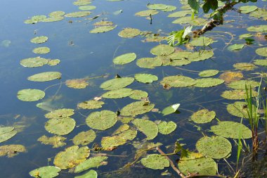 Bug Nehri 'nin parlak doğası temiz su ve nilüfer yapraklarıyla Rybienko Köyü' nde yer alır. Wyszkow, Polonya.