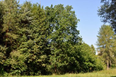 Beautiful fields, distant steppes, meadows with wild herbs, lush grass, forests with deciduous trees and fir. olorful landscapes, fabulous nature of the village Rybienko Nowe located under the city of Wyszkw in Poland.