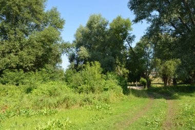 Beautiful fields, distant steppes, meadows with wild herbs, lush grass, forests with deciduous trees and fir. olorful landscapes, fabulous nature of the village Rybienko Nowe located under the city of Wyszkw in Poland.