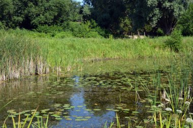 Beautiful and colorful natural landscapes of the Bug River - trees, hills, reeds, grass, water lilies, clear and transparent water. The river is located on the territory of the village of Rybienko Nowe, the city of Wyszkw, Poland.