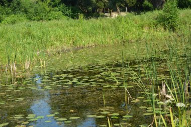 Beautiful and colorful natural landscapes of the Bug River - trees, hills, reeds, grass, water lilies, clear and transparent water. The river is located on the territory of the village of Rybienko Nowe, the city of Wyszkw, Poland.
