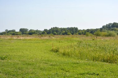 Beautiful fields, distant steppes, meadows with wild herbs, lush grass, forests with deciduous trees and fir. olorful landscapes, fabulous nature of the village Rybienko Nowe located under the city of Wyszkw in Poland.