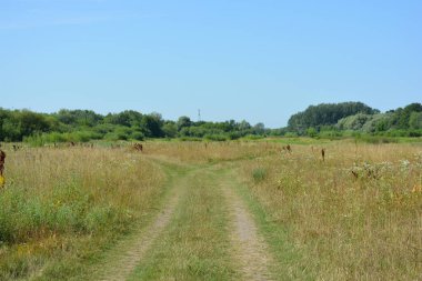 Beautiful fields, distant steppes, meadows with wild herbs, lush grass, forests with deciduous trees and fir. olorful landscapes of Rybienko Nowe, under city of Wyszkw in Poland.