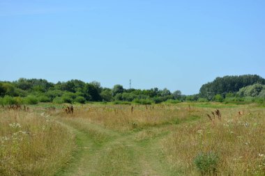 Beautiful fields, distant steppes, meadows with wild herbs, lush grass, forests with deciduous trees and fir. olorful landscapes, fabulous nature of the village Rybienko Nowe located under the city of Wyszkw in Poland.