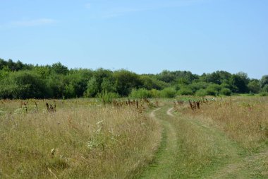 Beautiful fields, distant steppes, meadows with wild herbs, lush grass, forests with deciduous trees and fir. olorful landscapes, fabulous nature of the village Rybienko Nowe located under the city of Wyszkw in Poland.