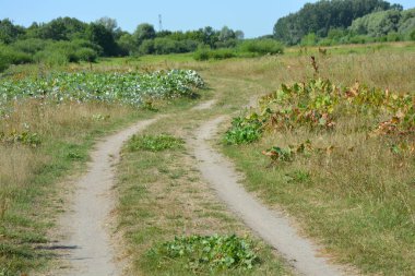 Güzel tarlalar, uzak bozkırlar, yabani otlarla otlar, yemyeşil otlar, yaprak döken ağaçlar ve köknar ağaçları. Renkli manzaralar, Rybienko Stare köyünün muhteşem doğası Polonya 'nın Wyszkow şehrinin altında yer almaktadır..