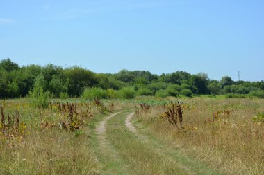 Beautiful fields, distant steppes, meadows with wild herbs, lush grass, forests with deciduous trees and fir. olorful landscapes, fabulous nature of the village Rybienko Nowe located under the city of Wyszkw in Poland.
