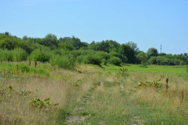Beautiful fields, distant steppes, meadows with wild herbs, lush grass, forests with deciduous trees and fir. olorful landscapes, fabulous nature of the village Rybienko Nowe located under the city of Wyszkw in Poland.