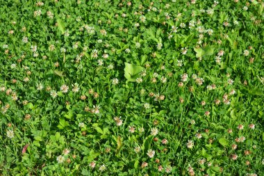 Bright green juicy grass with interesting plants growing in the meadows and illuminated by the summer sun.